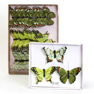 Dark Green Butterflies