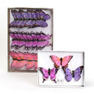 Pinkpurple Butterfly