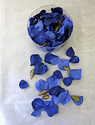 b1504 Navy Rose Petals