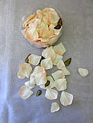 b1504 Peach Rose Petals