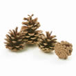 Pine Cones