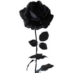 Black Rose