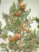 Cone Pine Spray