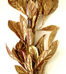 Copper Laurel