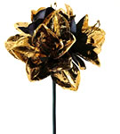 Gold Black Amaryllis