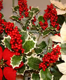 Holly With Berry Stem