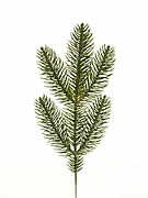 Pine Spray