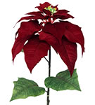 Poinsettia