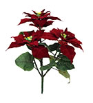 Poinsettia Bush