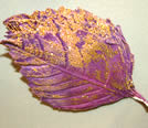 Purple Leaf