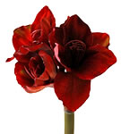 Red Amaryllis