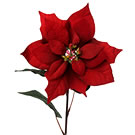 Red Poinsettia