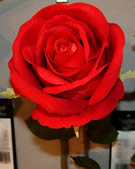 Red Rose