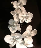 White Glitter Orchid