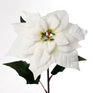 White Poinsettia