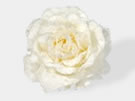 White Rose