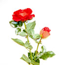 x50641 Red rose stem