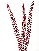 x51361 Red glitter tall fern