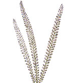 x51365 Silver Glitter Tall Fern