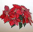 x51419 Poinsettia