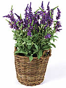 Lavender (pot not included)