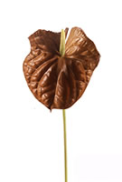 Anthurium Brown