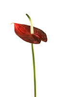 Anthurium Dark Red