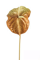 Anthurium Light Brown