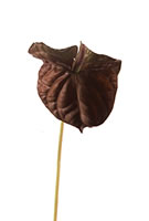 Anthurium Plum