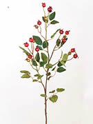 Rose Hip