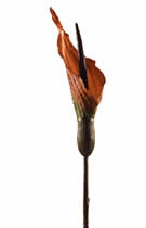 Silk Flowers Calla Lilly Brown