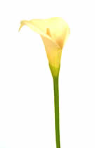 Silk Flowers Calla Lily Cream