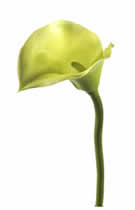 Silk Flowers Calla Lily Green