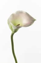 Silk Flowers Calla Lily Light Pink