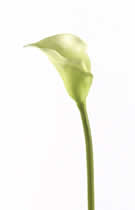 Silk Flowers Calla Lily Off White