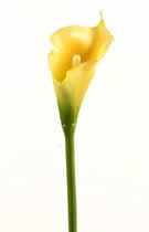 Silk Flowers Cala Lily Yellow