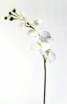 Silk Flowers Cymbidium white