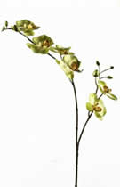 Silk Flowers Cymbidium 2 Stem Green