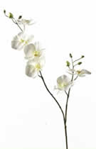 Silk Flowers Cymbidium 2 Stem White