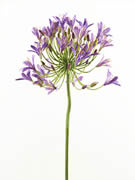 Agapanthus