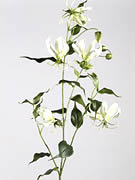 Gloriosa White