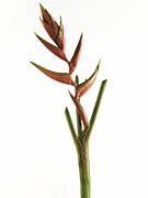 Heliconia Brown