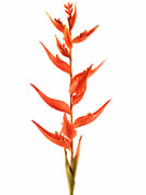 Heliconia Dark Orange