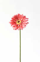 Silk Flowers Gerbera Pink