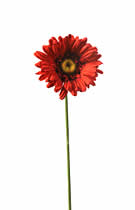 Gerbera Red