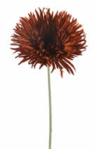 Silk Flowers Large Spider Gerbera Brown