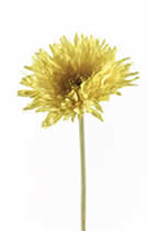 Silk Flowers Gerbera Spiser Light Yellow