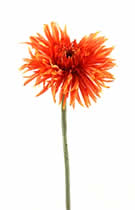 Silk Flowers Gerbera Spider Orange