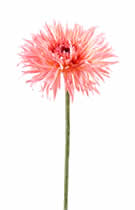 Silk Flowers Gerbera Spider Pink