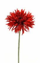 Silk Flowers Gerbera Spider Red